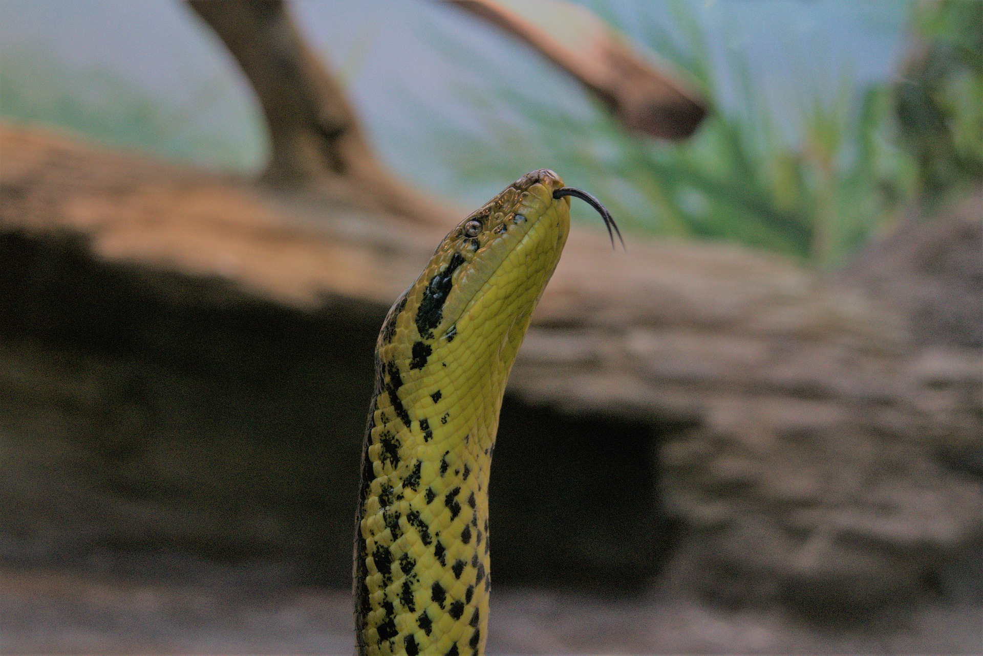 蛇が舌をチョロチョロ出す意外な理由 - TAMA Reports